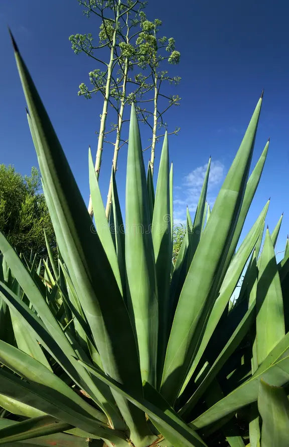 Why Sisal?