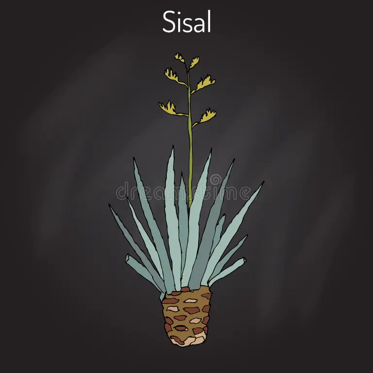 Discovering Sisal: Premium Fibers for Luxury Mats
