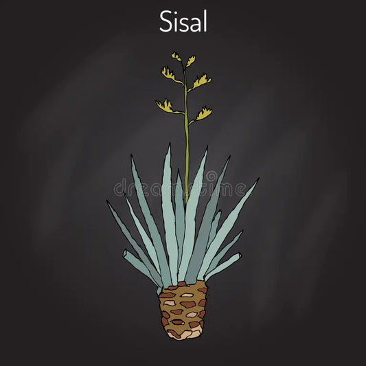 Discovering Sisal: Premium Fibers for Luxury Mats